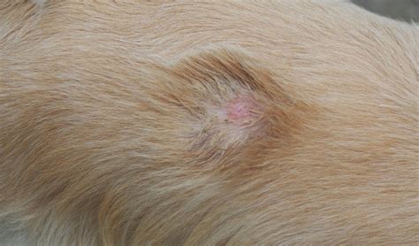 Bacterial Skin Disease In Dogs