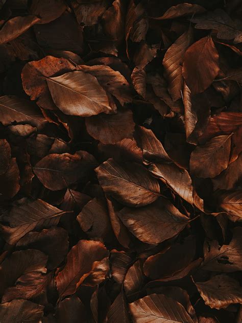 Leaves Brown Dry Autumn Foliage HD Phone Wallpaper Peakpx