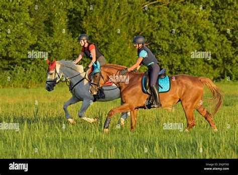 Two Horseback Riders Wearing A Body Proctector Galloping In A Meadow