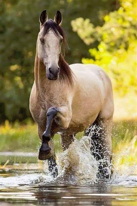 Palomino Buckskin Andalusian Horse Andalusian Pre Sooty Buckskin