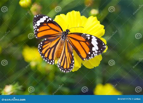 Farfalla Comune Della Tigre Con Il Fiore Dell Universo Immagine Stock
