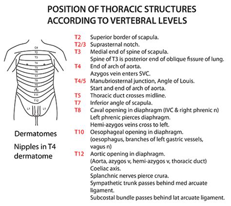 Thorax Vertebral Levels Thoracic Levels Thorax Thoracic