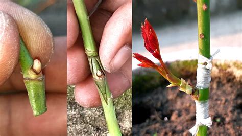Rose Bud Grafting Grafting Of Rose Plant With Full Update How To