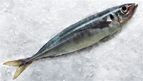 Jack Mackerel Whole Sealord