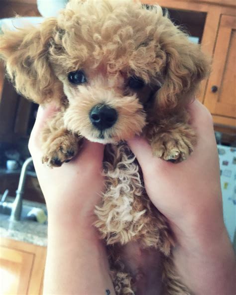 Teddy Bear Miniature Poodle Photos All Recommendation