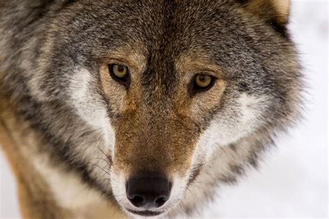 The Place Where Wolves Could Soon Return Bbc News