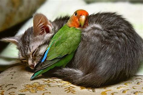 Unlikely Animal Friendships 50 Pics