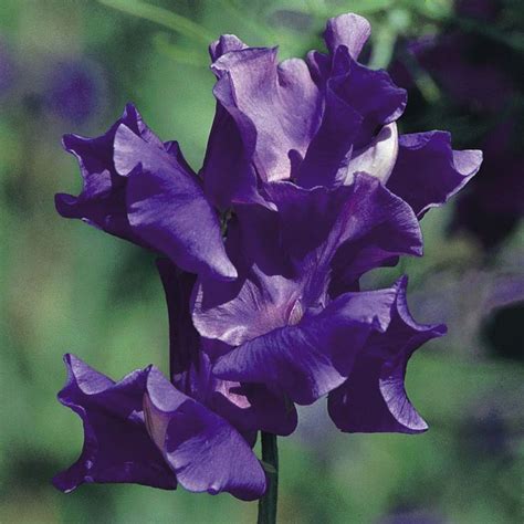 Sweet Pea King Size Navy Blue Hardy Annual Seeds Thompson