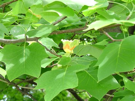 Tulip Poplar And Cultivars What Grows There Hugh Conlon