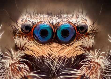 See 15 Crazy Animal Eyes — Rectangular Pupils To Wild Colors Animals