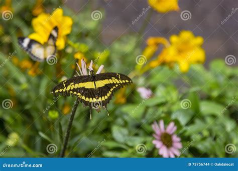 Farfalla Gigante Di Swallowtail Fotografia Stock Immagine Di