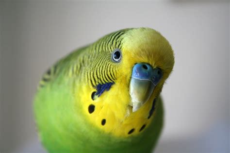 8 Parakeet Ideas In 2022 Parakeet Parakeet Care Budgies