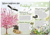 Wann beginnt der Frühling | Natur im Bild Lehrtafeln für Natur-, Lehr ...