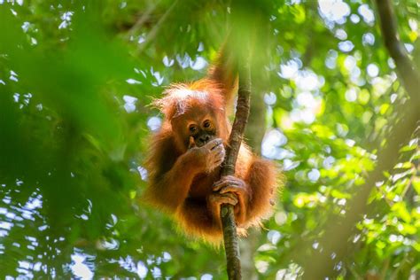 The Complete Guide To The National Parks In Sumatra