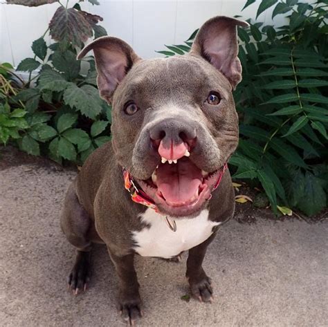 If you notice that your dog has some traits that are indicative of down syndrome, you might wonder if it's possible for dogs to have down syndrome, too. Dog Who Was Born 'Different' Has The Best Smile | Pitbull puppies, Pitbulls, Puppies