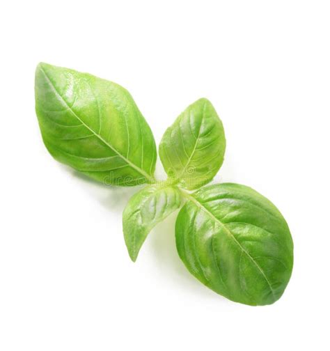 Fresh Green Basil Leaf Isolated On White Background Close Up Stock