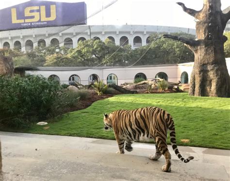 Meet Louisiana State Universitys Mike The Tiger Garden Gun