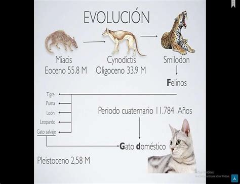 Evolución Del Gato Fraii Udocz