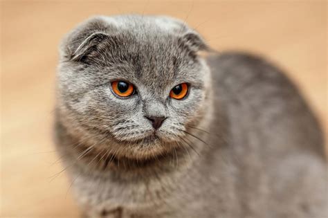 50 Scottish Fold Cat Furry Kittens