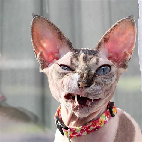 Sourire Chat Sphynx Hairless Cats Cute Cats Funny Cats