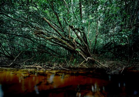 Amazon Landscape Photographs