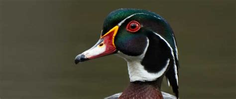 Hunting Wood Ducks Heres What To Know Waterfowlchoke