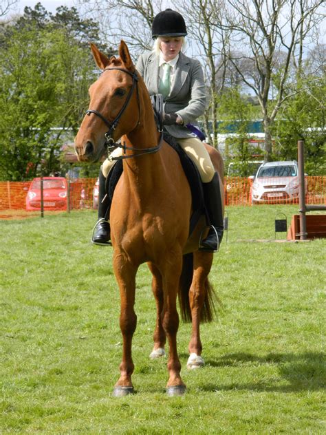 Horse Rider Free Stock Photo Public Domain Pictures