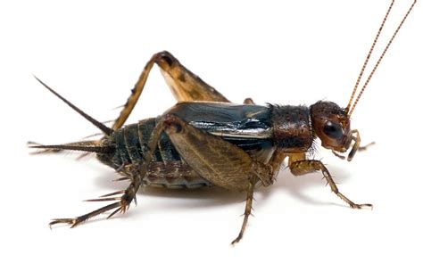 Crickets are orthopteran insects which are related to bush crickets, and, more distantly, to the insect is central to charles dickens's 1845 the cricket on the hearth and george selden's 1960 the. cricket insect | Cricket insect, Insects, Arthropods