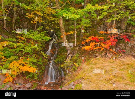 Little Waterfall And Acadian Forest In Autumn Foliage Cape North Nova