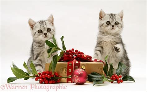 Silver Tabby Kittens With Holly And Christmas Parcel Photo Wp20025