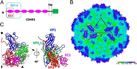 Cryo Em Structure Of Rhinovirus C A Bound To Its Cadherin Related