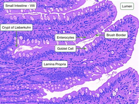 Histology Of The Gi Tract Lab