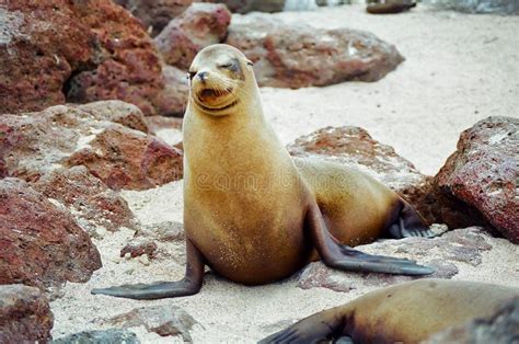 Leão De Mar De Galápagos Na Praia De Mann Ilha Equador De San Cristobal Foto De Stock Imagem