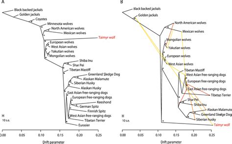 Ancestry Relationships Between The Taimyr Wolf And Modern Wolf And Dog