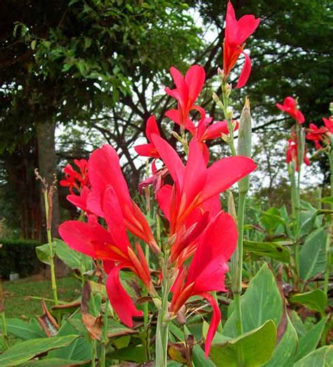 Canna Indica Canna Lily Red Buy Seed Australian Seed