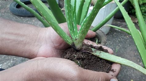 Aloe Vera Plant Propagation YouTube