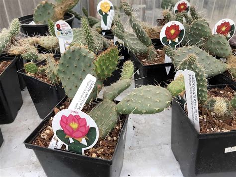 Growing A Flowering Cactus 🌸 🌵 Uncover The Secrets To Vibrant Blooms