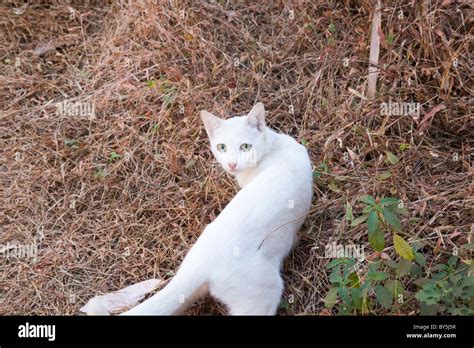 A Wild Cat Hunting Stock Photo Alamy