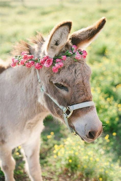 A Pretty Flower Tiara For A Pretty Donkey This Will Be The Flower