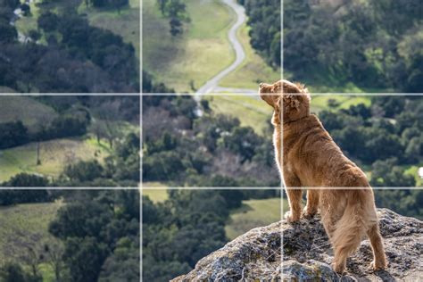 Mastering The Rule Of Thirds In Photography The Jotform Blog