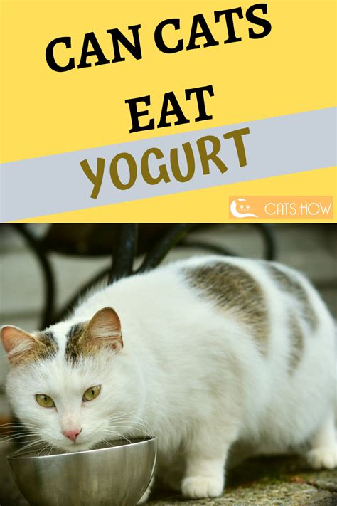 So you have probably heard about how milk and dairy products are bad for your cat for several reasons. Can Cats Eat Yogurt in 2020 (With images) | Cat care tips ...