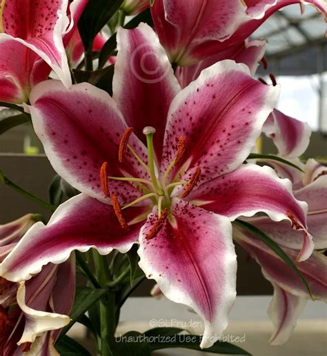 Plantfiles Pictures Dwarf Oriental Lily Star Romance Lilium By