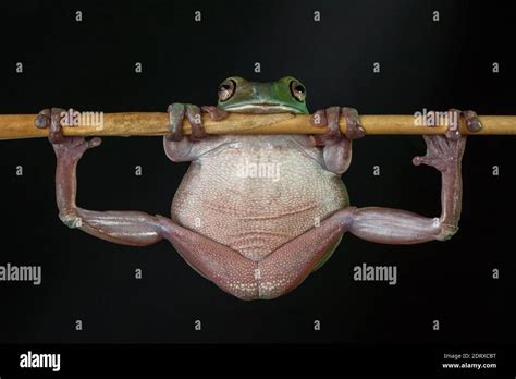 Dumpy Fat Tree Frog Hi Res Stock Photography And Images Alamy