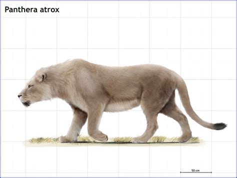 Panthera Atrox American Lion By Cisiopurple On Deviantart