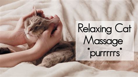 Pure Purring Relaxing Cat Massage Youtube