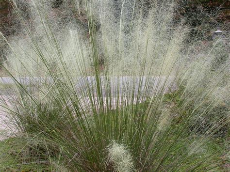 White Muhly Grass Lindheimer Mexican Feather Grass Pink Grass Moon