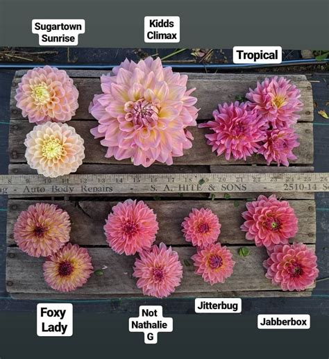 Imagine being scrutinized by your neighbors from their. Pin by Sarah Bellum on dahlias in 2020 | Dahlia, Tropical ...