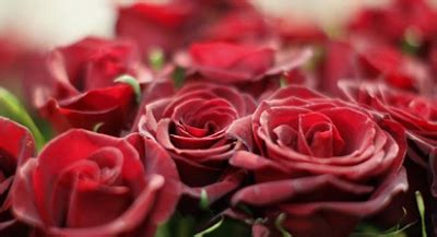 Bunga mawar atau ros merupakan salah satu tanaman hias yang paling umum dan banyak disukai di dunia, inilah mengapa mereka merupakan tanaman hias bunga yang bagus untuk landscaping. nama latin bunga mawar merah muda,nama latin bunga mawar ...