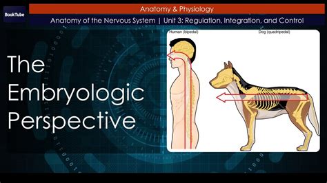 The Embryologic Perspective Anatomy Of The Nervous System Unit