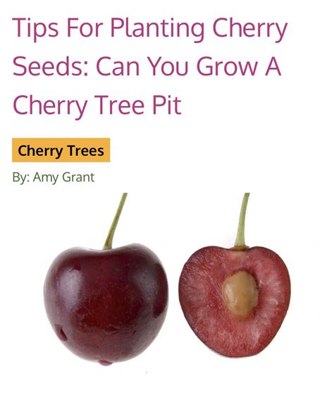 Seed Planting Cherry Trees How To Grow Cherry Trees From Pits Growing Cherry Trees Planting